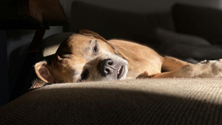 A short-coated tan dog asleep on a sofa cushion, lit by warm window light.