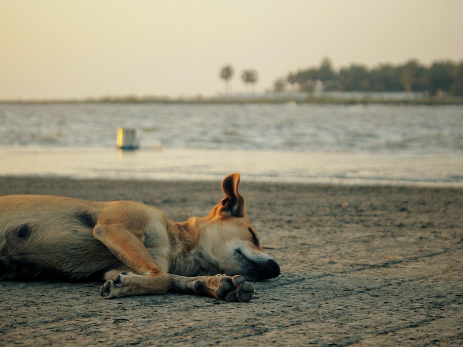 A tan dog lying on a sandy shore beside calm water in soft early light.