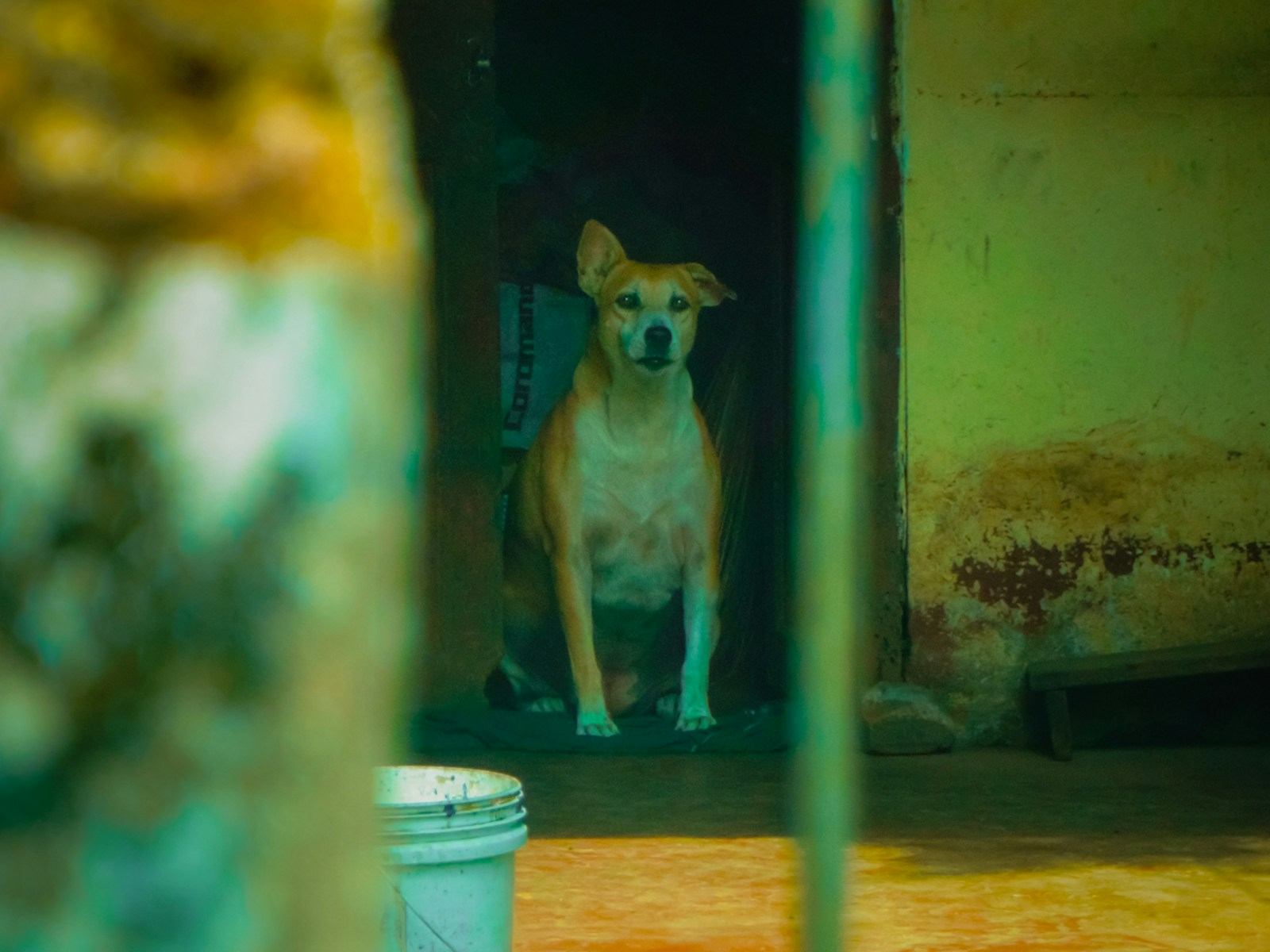 A tan dog sitting in the doorway of a house with a green wall, a bucket and slippers by the step, seen past blurred railings.