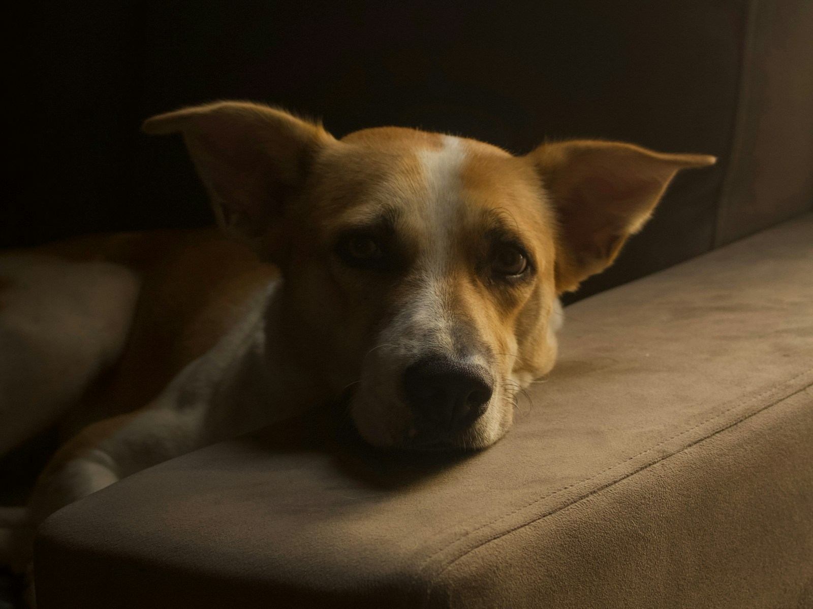 A tan-and-white dog resting its chin on the arm of a sofa in dim light.