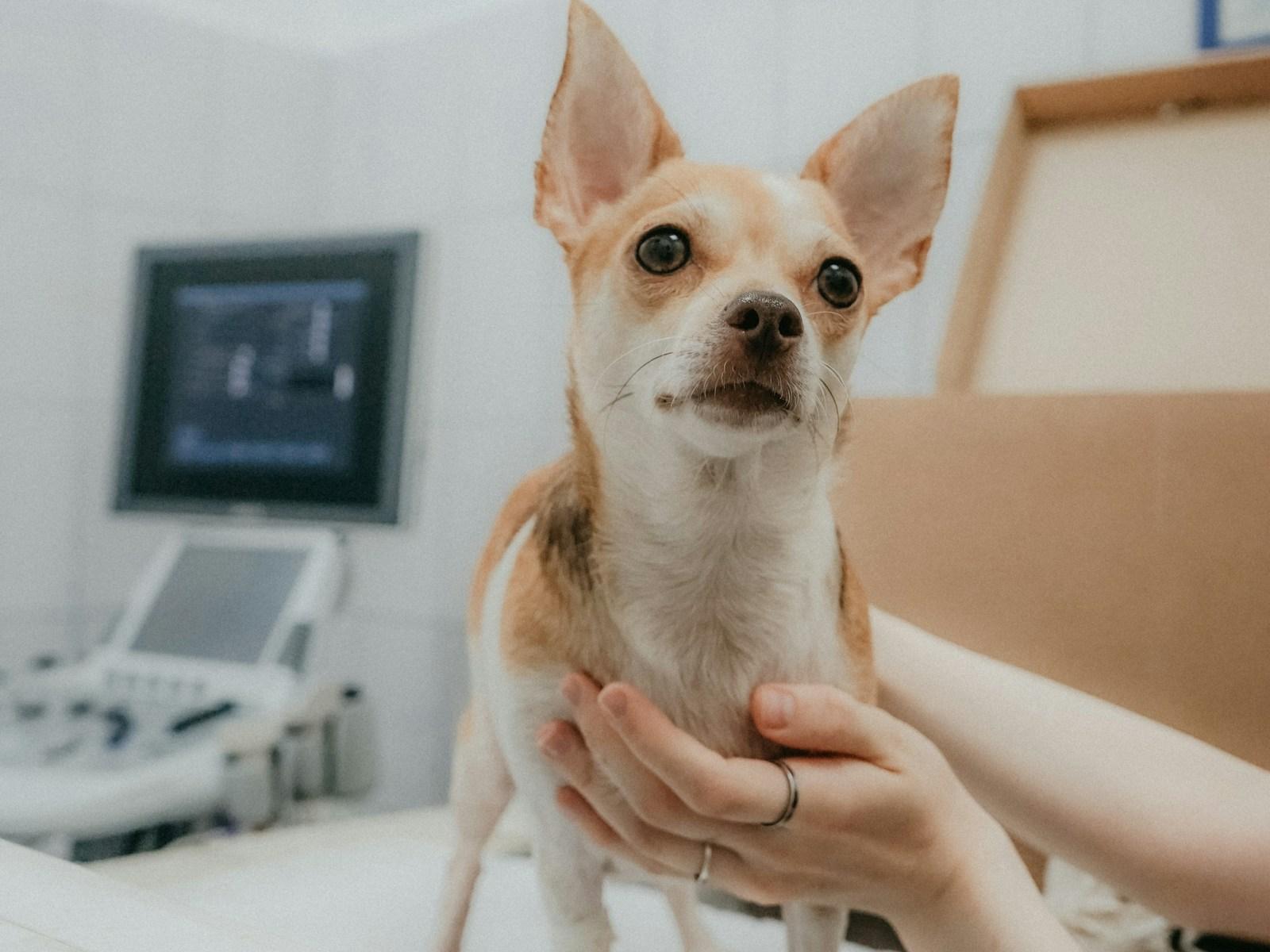 A small fawn-and-white dog standing on an examination table in a veterinary clinic while a person&rsquo;s hands steady its chest.