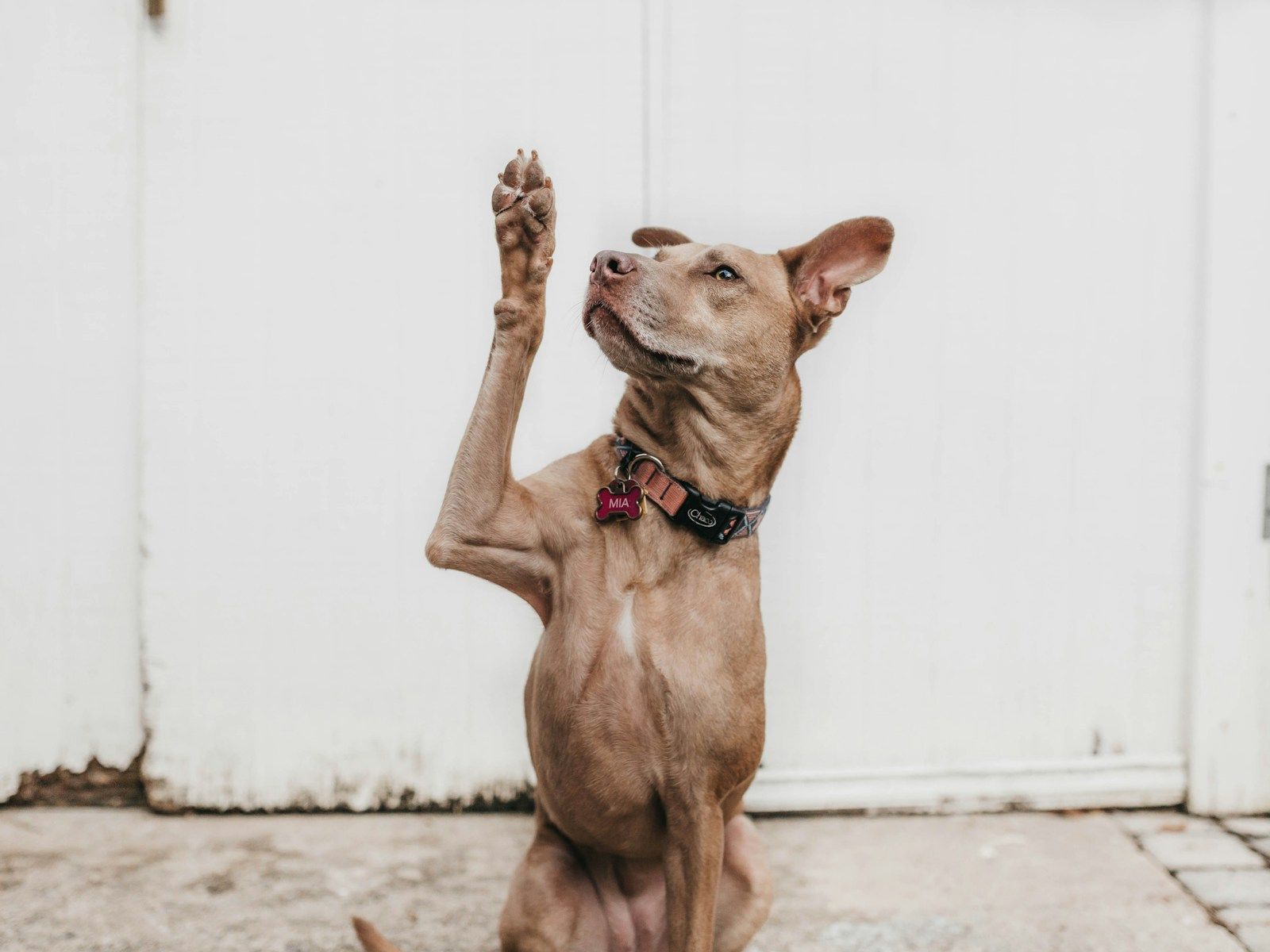 A short-coated tan dog sitting up and raising one front paw in front of a white door.