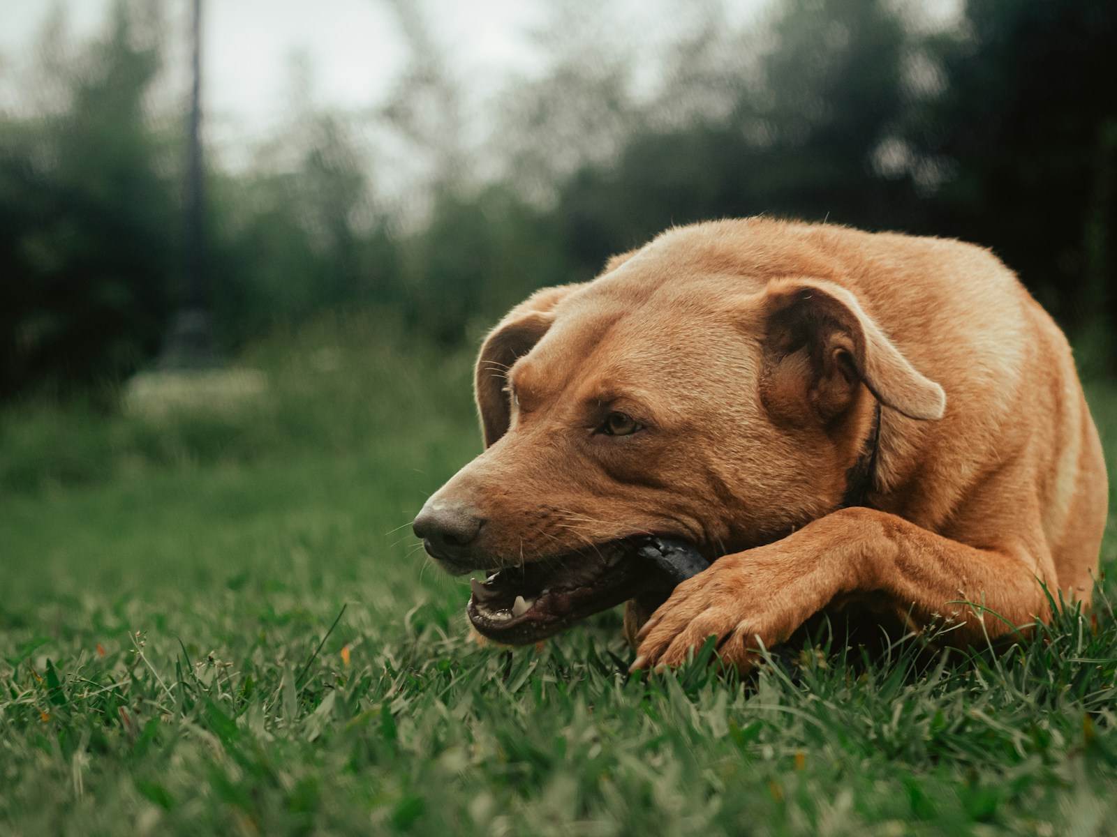 A tan dog lying on grass, chewing a stick held between its front paws.