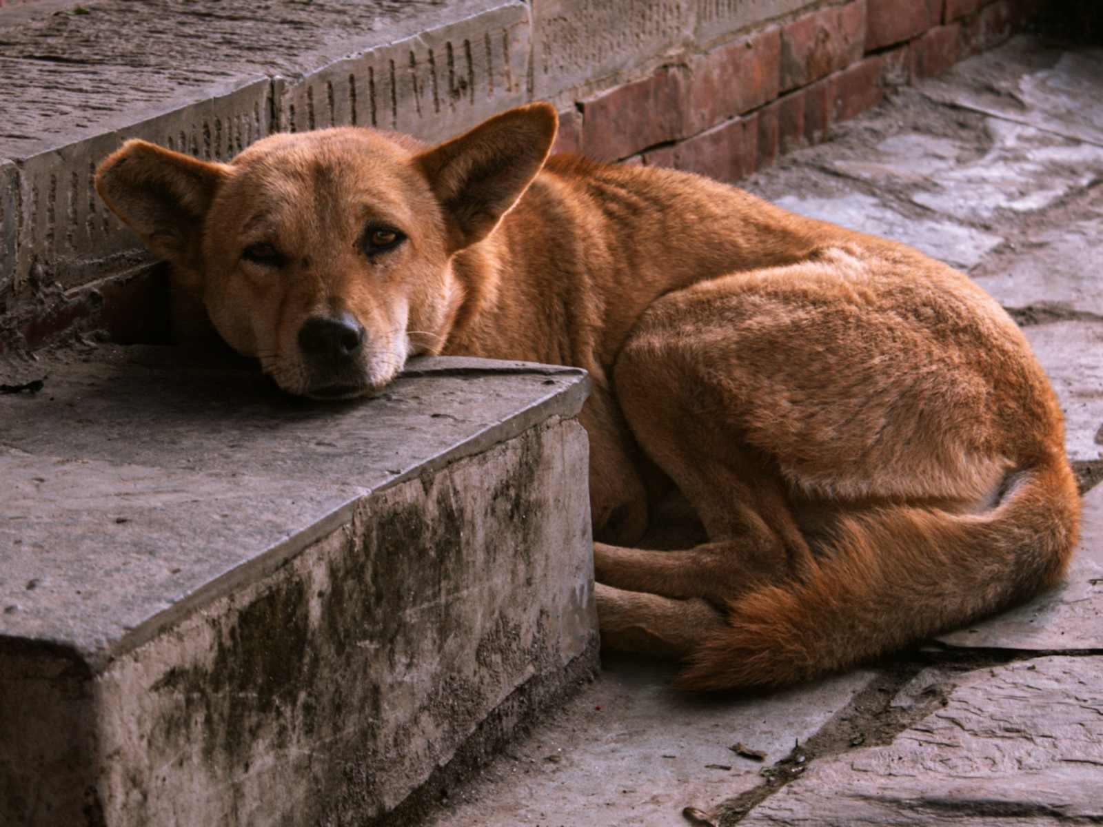 A tan dog curled up resting on worn stone steps beside a carved wooden door.