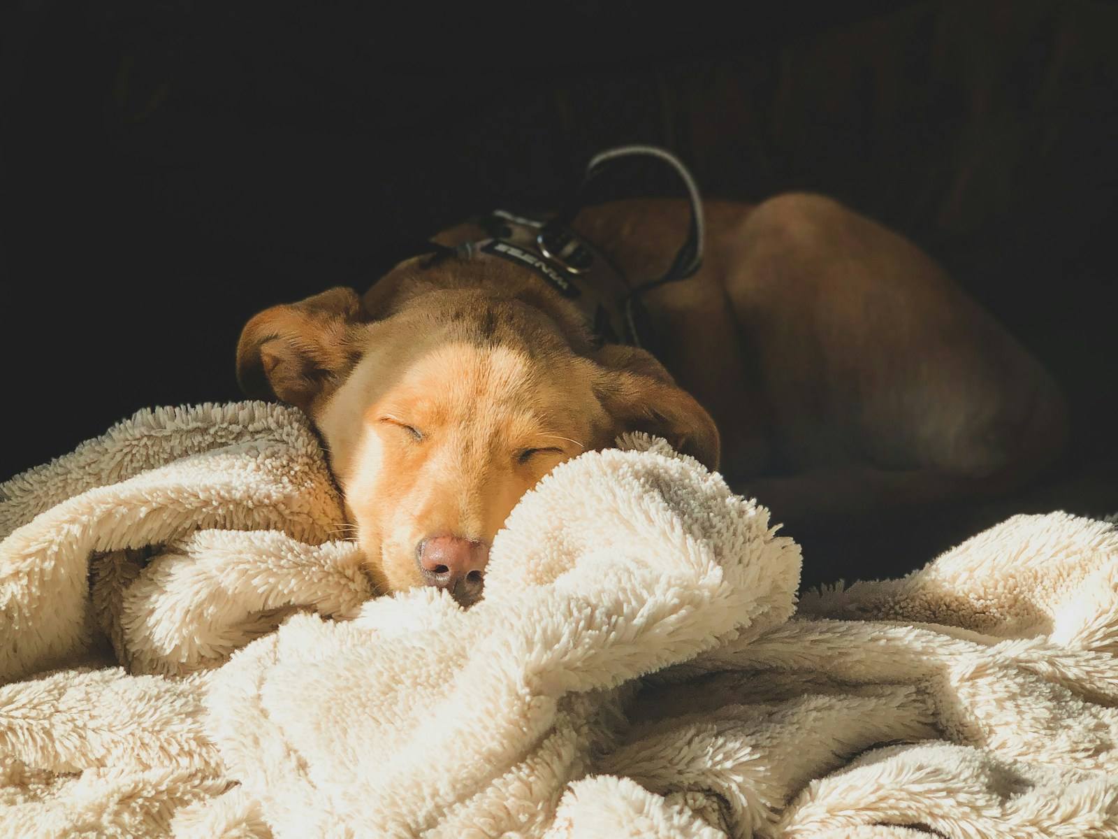 A tan dog asleep with its head on a cream fleece blanket in a dark room.