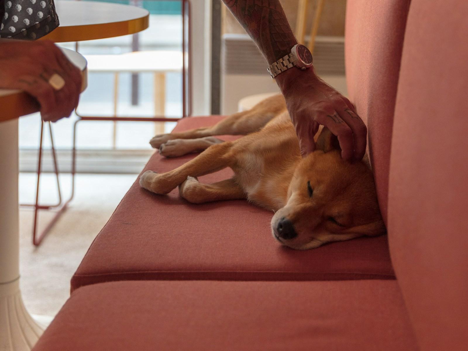 A tan dog lying relaxed on a pink cushioned bench while a person&rsquo;s hand strokes its head.