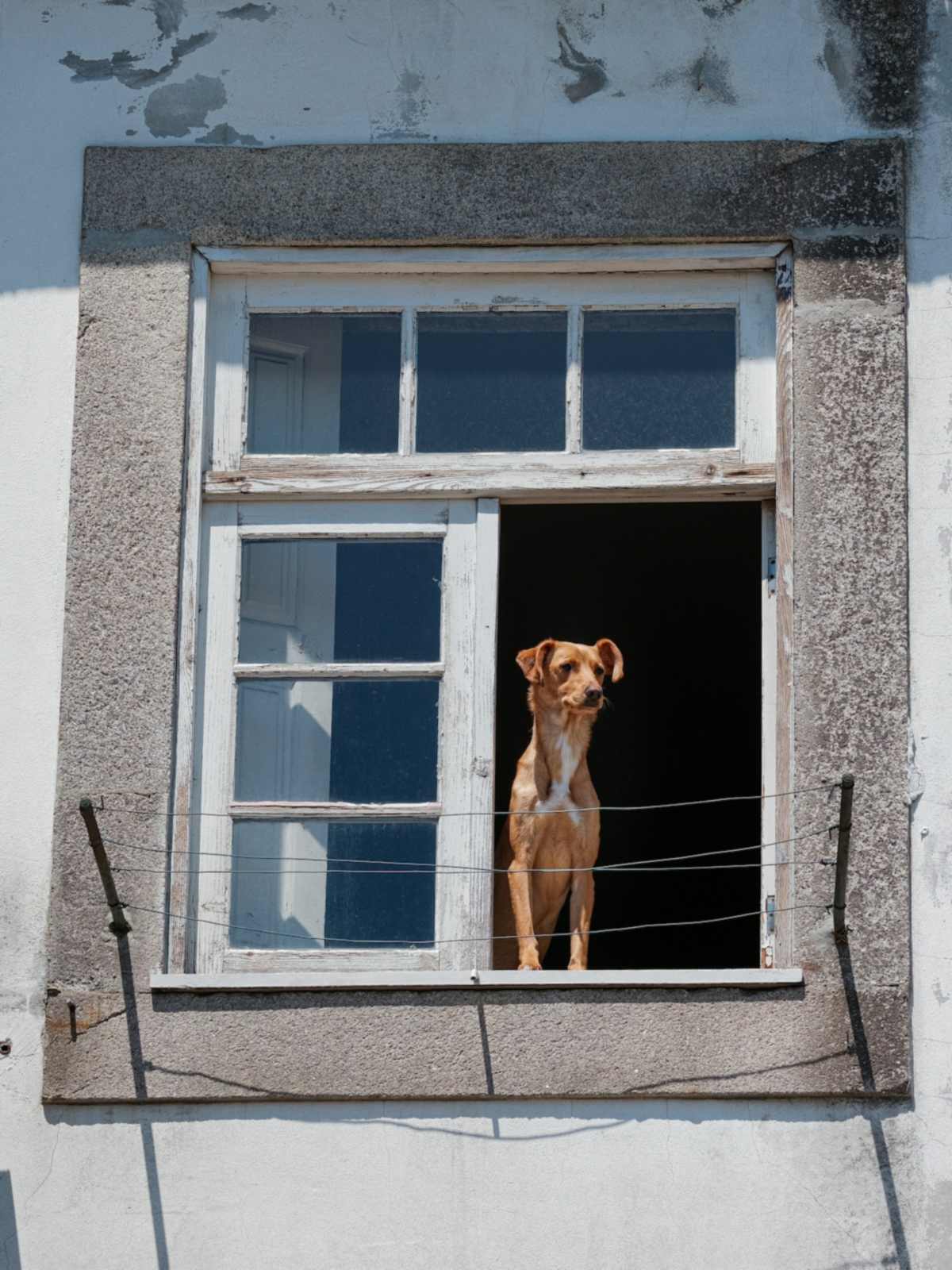 A tan dog standing upright in an open window of a whitewashed wall, watching the street below.