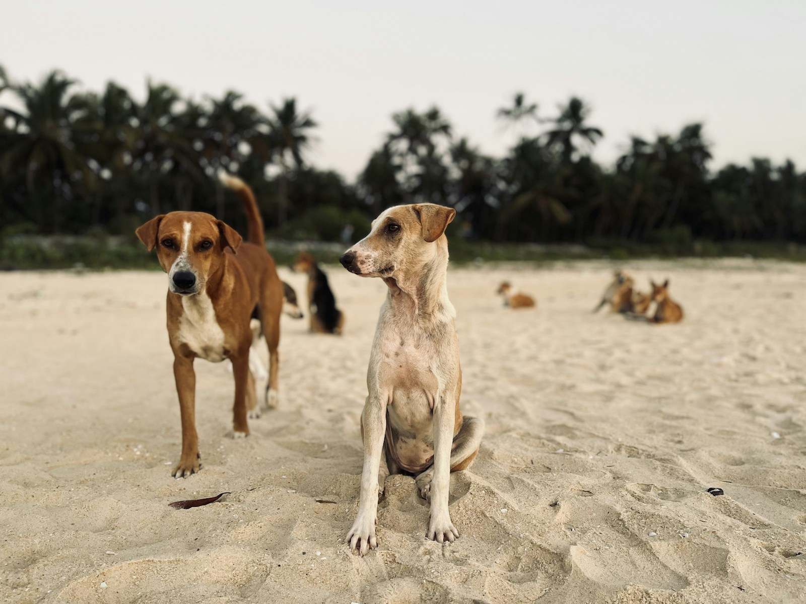 Two short-coated dogs, one brown and white and one pale tan, standing calmly together on a sandy beach lined with palm trees.