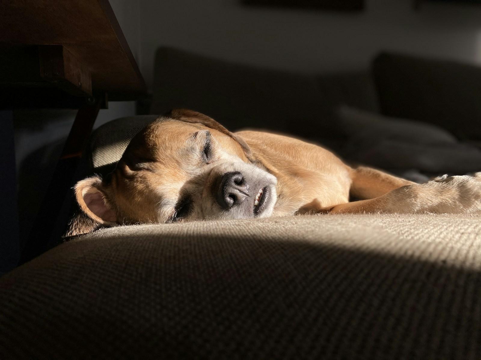 A short-coated tan dog asleep on a dark sofa cushion, lit by warm window light.