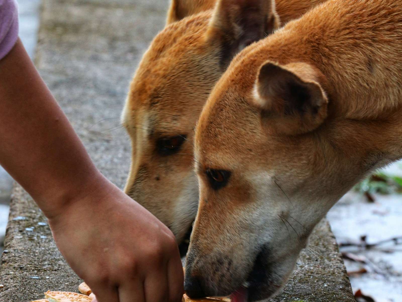 A person&rsquo;s hand offering pieces of biscuit to two tan dogs on a low concrete wall.