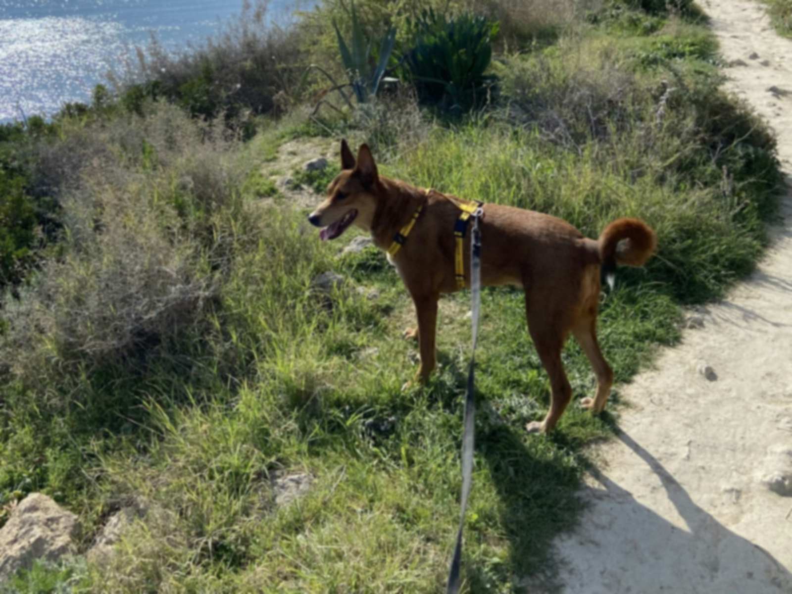 A reddish-tan dog in a yellow harness on a slack lead, standing on a grassy clifftop path by the sea.