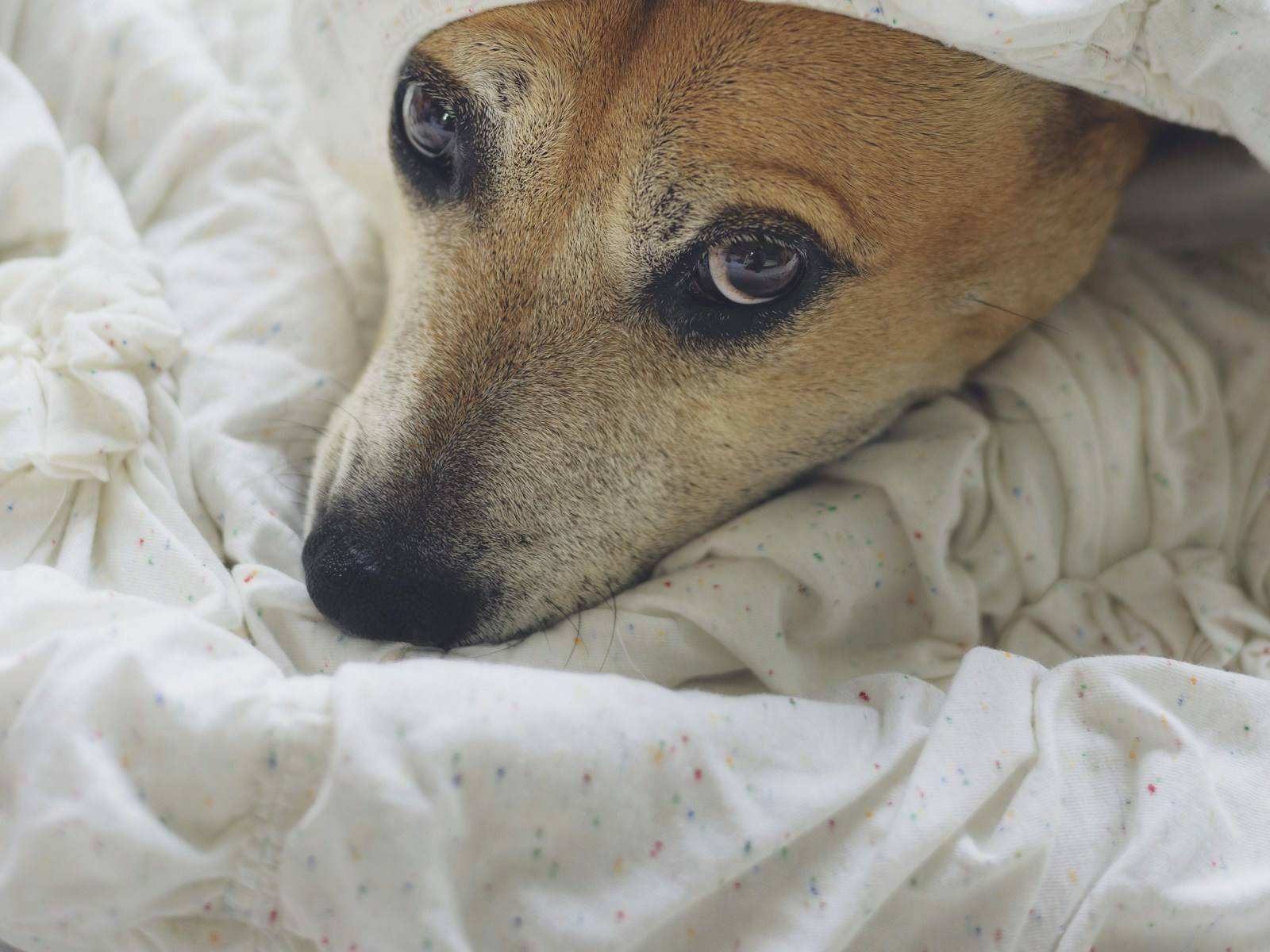 A tan dog with only its face showing from under a white duvet, looking up.