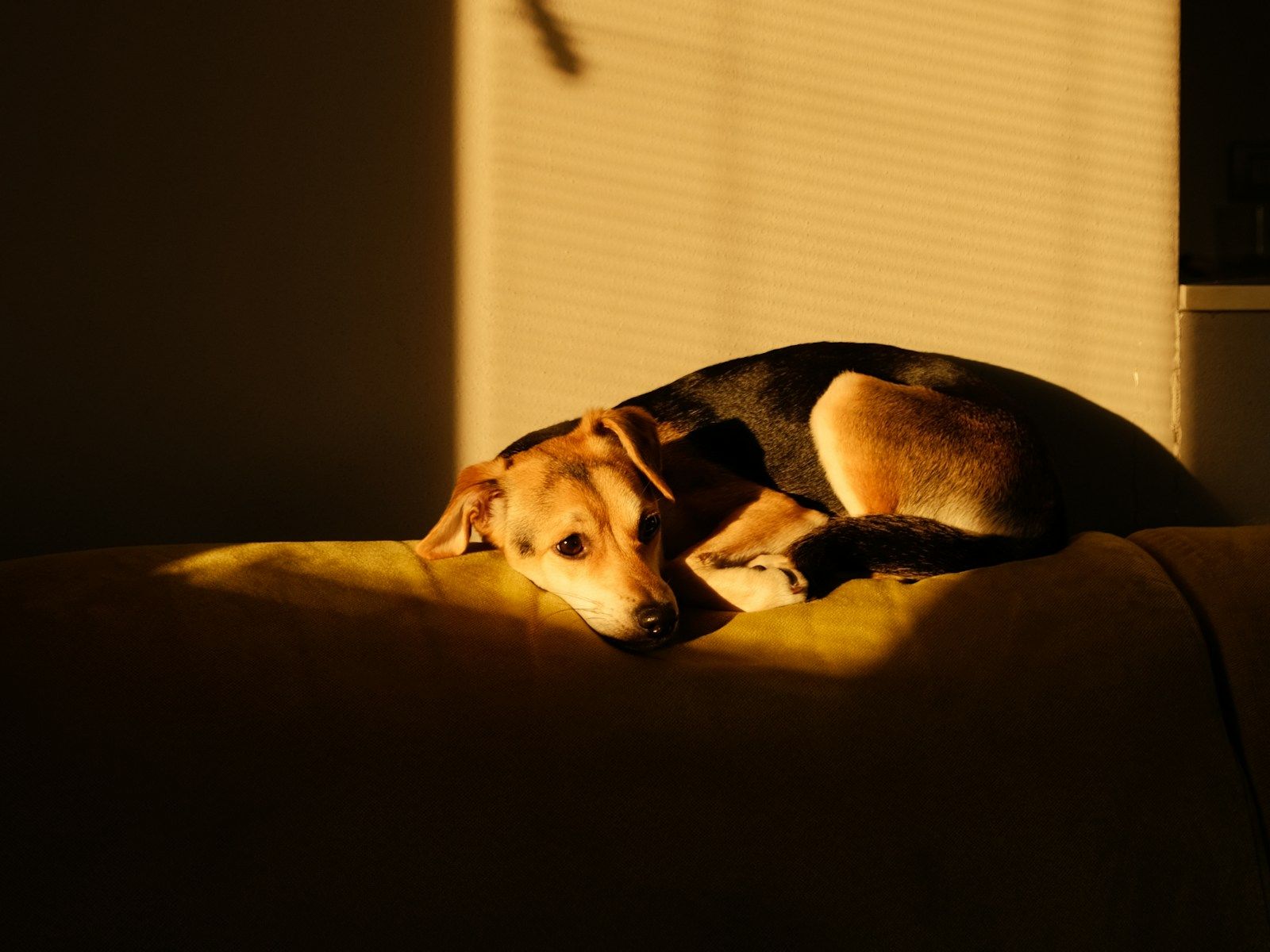 A tan-and-black dog curled up on a sofa in a patch of golden evening sunlight.