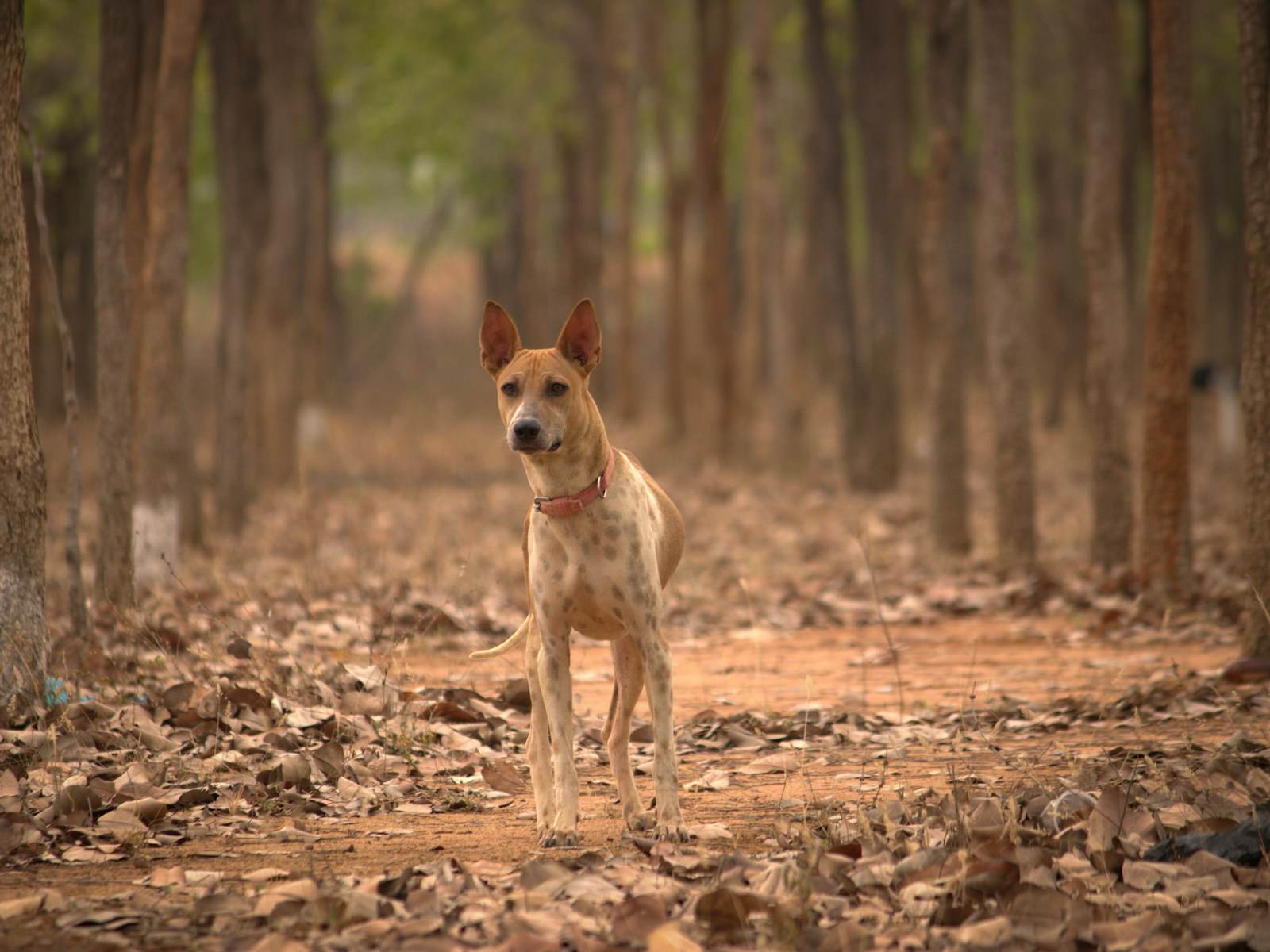 A slim tan dog with upright ears standing alert on a leaf-covered path between rows of trees.